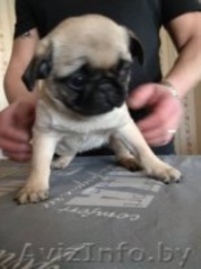 Щенки мопса #1614019