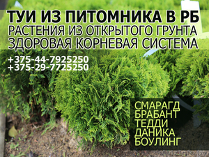 Туя Даника из питомника в РБ #1615745