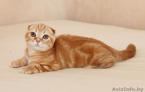 красный скоттиш фолд #1615024