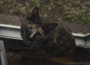 Ласковая кошечка Соня в дар,  в добрые руки #1604259