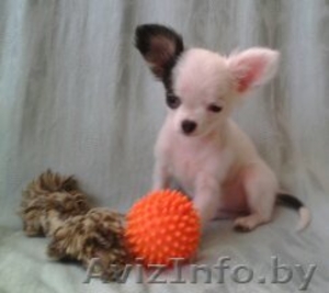 чихуахуа щенок девочка #1618898