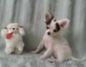 чихуахуа  девочка #1618896