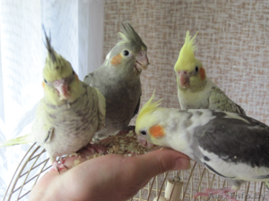 Корелла птенцы (нимфа) домашниче ручные #1619409