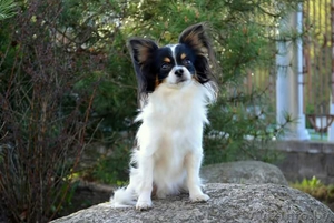 вязка чихуахуа #1618899