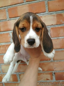 Продам щенков породы Бигль #1619989