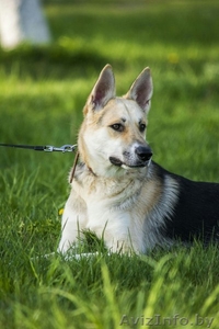 Метис лайки и овчарки в дар #1619842