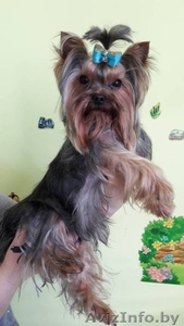 Йоркширский терьер вязка #1619276