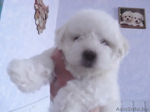 Мальтийская болонка девочка 2, 5 мес. #1620333