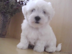 Котон-де-Тулеар (мадагаскарский бишон)мальчик 2 мес. #1620338
