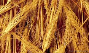 Ячмень фуражный опт #1618546