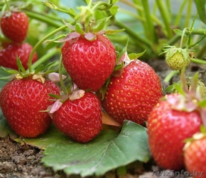 Клубника #1617837