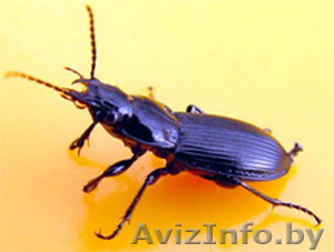 Избавление от жука-короеда холодным туманом. #1619290