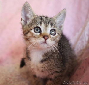 Котенок девочка в поисках хозяина #1620311