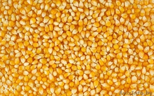 Кукуруза фуражная опт #1618545