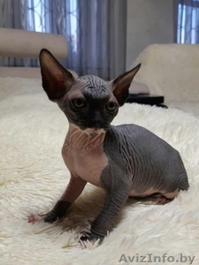 Грациозные котята- канадские сфинксы #1380106