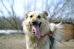 Собака Мэй в дар ответственным людям #1619844