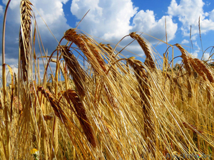 Рожь фуражная опт #1618542