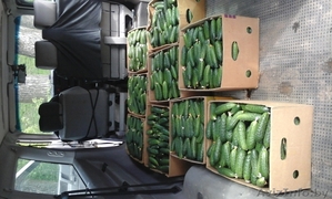 Тепица промышленная #1624879