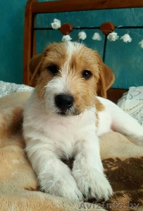  Продается очень красивый мальчик Джек-Рассел терьера 30.01.2018. Не д #1611331