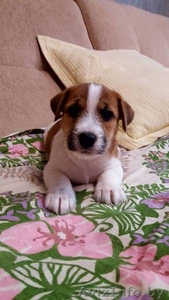 Щенки Джек-Рассел терьера!  #1614464