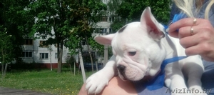 Мальчик французского бульдога  #1622559