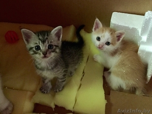 Маленькие пушистики ищут дом! #1625024