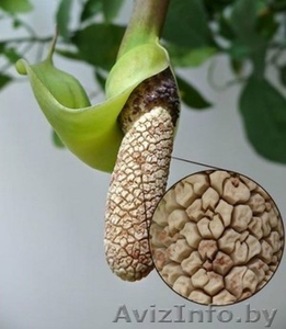 Заумеокулькас (долларовое дерево)  #1624291