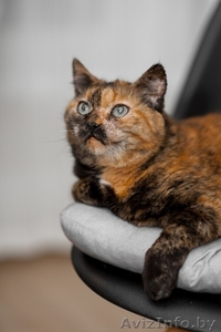 Кошка Джина ищет дом #1625596