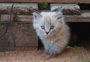 Очень красивые котята в дар! #1627413