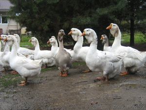 холмогорские гуси #1626408