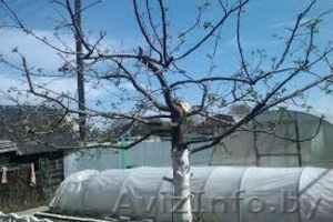 Подрезка, обрез плодовых ветвей, деревьев #1627364