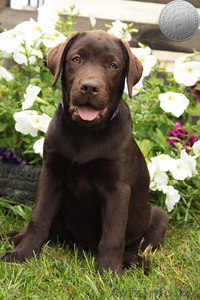 Щенок лабрадора. Питомник #1626756