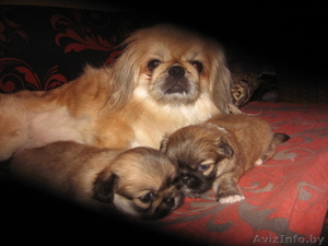 Щенки пекинесса #1328346