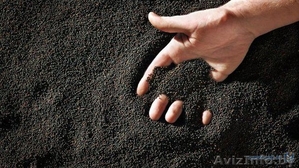 Семена рапса 