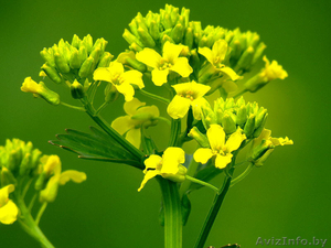 Продаю оптом сурепицу #1554531