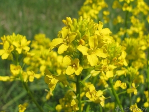 Сурепица опт #1625950