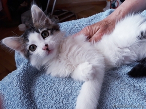 Кошечка Анфиса ищет дом #1625354