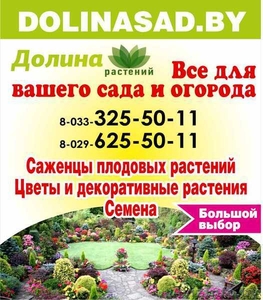 Голландские луковицы. Декор-ные растения, саженцы опт и в розницу.Брест #1615703