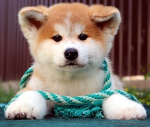 Щенки (Акита-ину). Питомник. на продажу имются #1628911