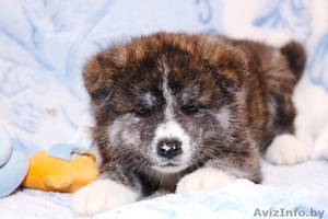 Щенки Японской (акита-ину )тигрового окраса. на продажу из питомника #1628918