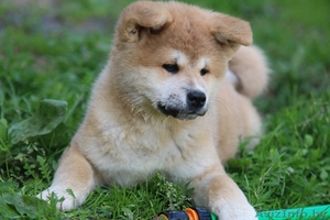 (Акита-ину) высокопородные щенки из питомника,  продаются #1628921
