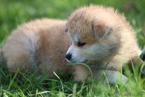 Щенки,  японской- акита-ину,  тигровые и рыжие,  на ваш выбор. #1630743