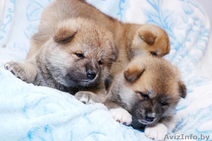 милые щенки акиты (Тигровые и рыжие) продажа #1630744