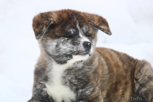 Щенки японской акита-ину,  продам. #1630745