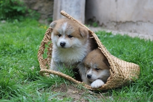 Милые щеночки Акиты-ину производство ЧЕМПИОНОВ #1630746