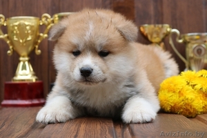 Милые щенки маленькие (Японской акита-ину Хатико) #1630747