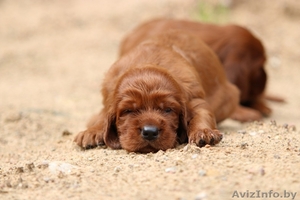 Продам щенков ирландского сеттера,  мальчика или девочку #1629580