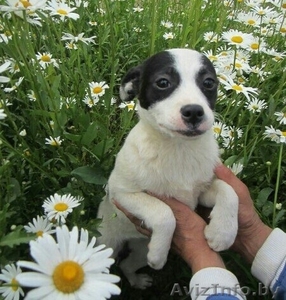 Щеночки ищут хозяина! #1628839