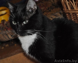 Хозяин,  где ты? #1628840