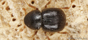 Уничтожение жука короеда холодным туманом. #1628597